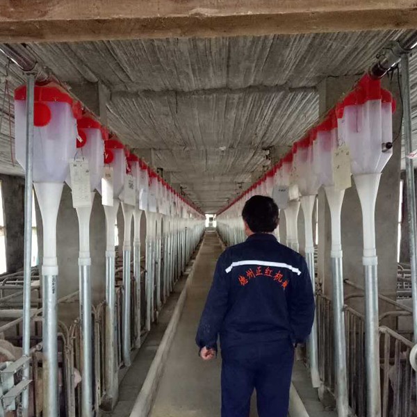 豬舍自動的飼喂料線